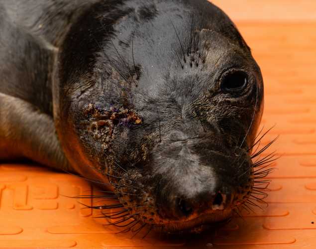 northern elephant seal Velleia