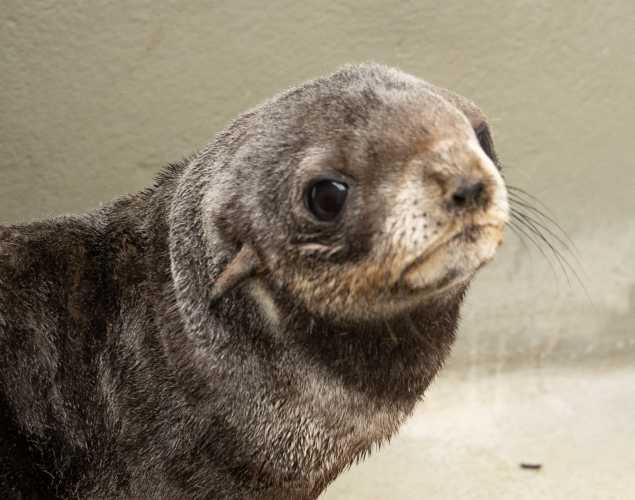 northern fur seal Bucket