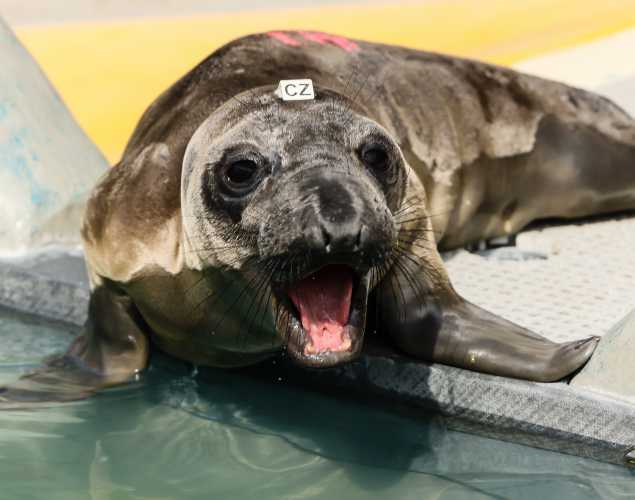 northern elephant seal Mushroom