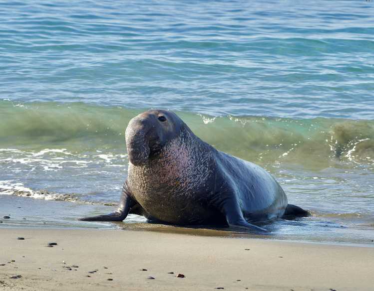 An adult male elephant seal with a calloused chest moves out of the water onto the sand.