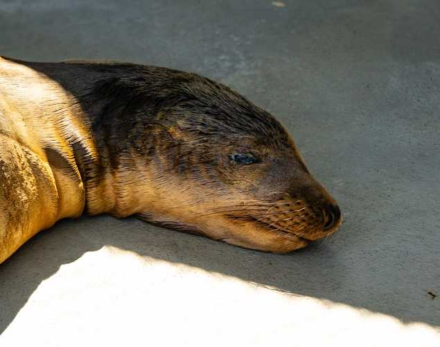 California sea lion Jibboom