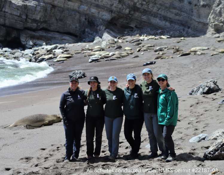 Six researchers stand together on a beach in front of a colony of northern elephant seals.
