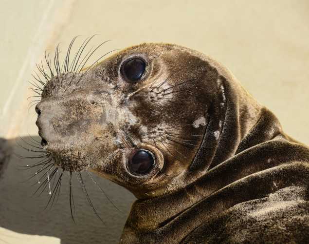 elephant seal Freerider