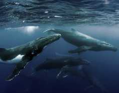 group of humpback whales
