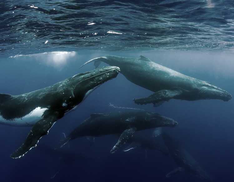 An underwater view of a group of humpback whales, called a pod, swimming.