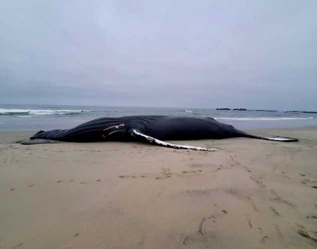 humpback whale on the beach in Half Moon Bay before necropsy
