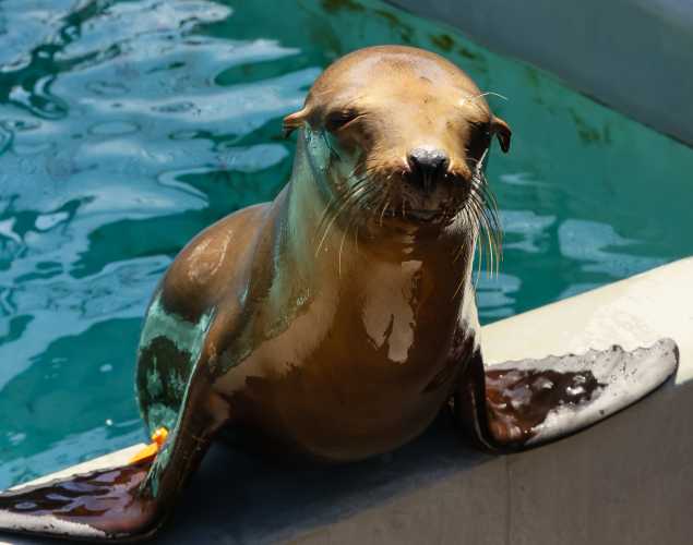 California sea lion Hamachi
