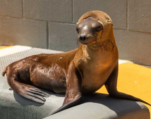 California sea lion Lawson