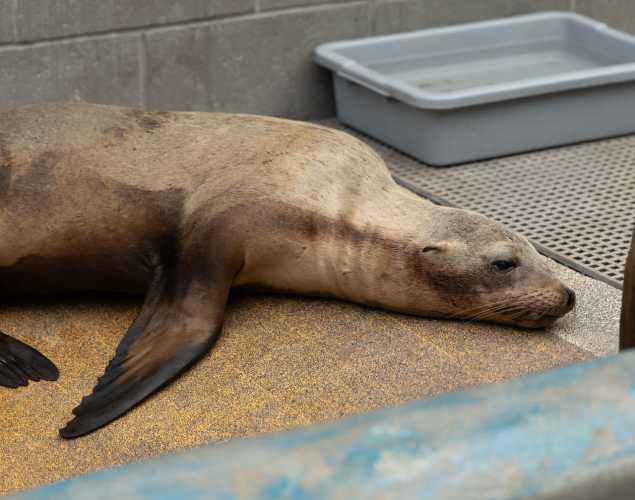 California sea lion