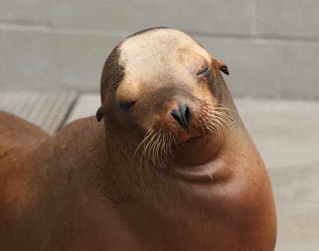 California sea lion Manic