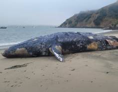 stranded gray whale