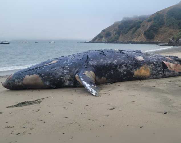 stranded gray whale