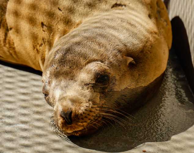 California sea lion Chisos