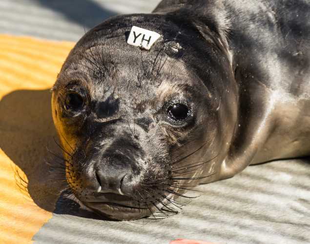 elephant seal Moonglo