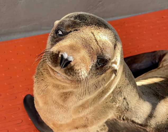 California sea lion Vanni