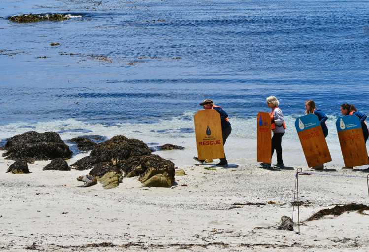 volunteers holding boards walk toward a sea lion needing rescue