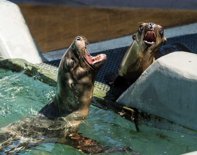 two California sea lion pups vocalizing