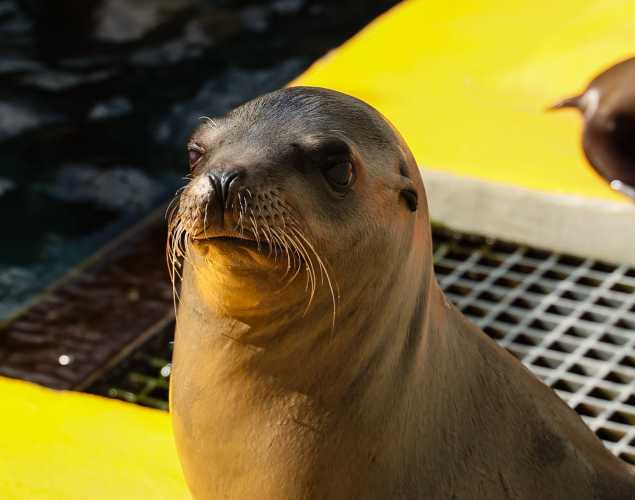 California sea lion Workout