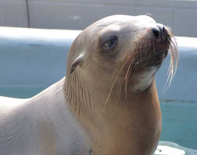 California sea lion Shorebird