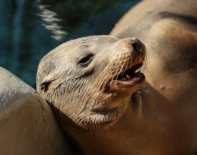California sea lion Wallby