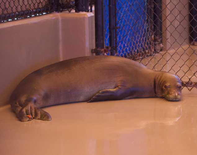 hawaiian monk RH38 seal in a pen