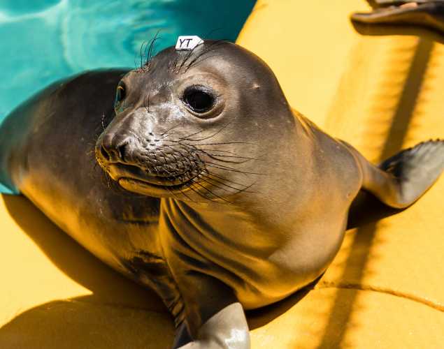 elephant seal pup Ovie