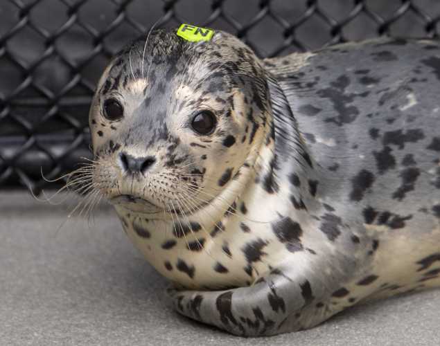 harbor seal Mustache