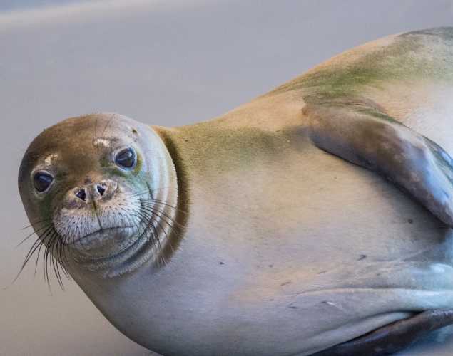 Hawaiian monk seal RH38