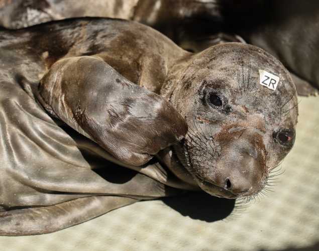 northern elephant seal Eggplant