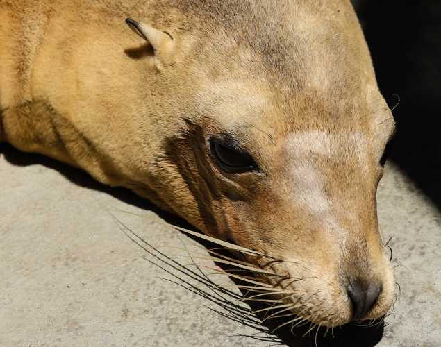California sea lion Muchado