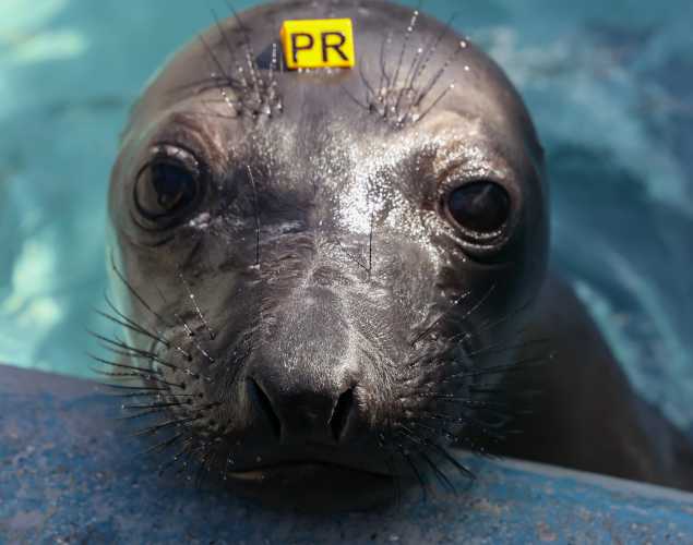 northern elephant seal Kanelle