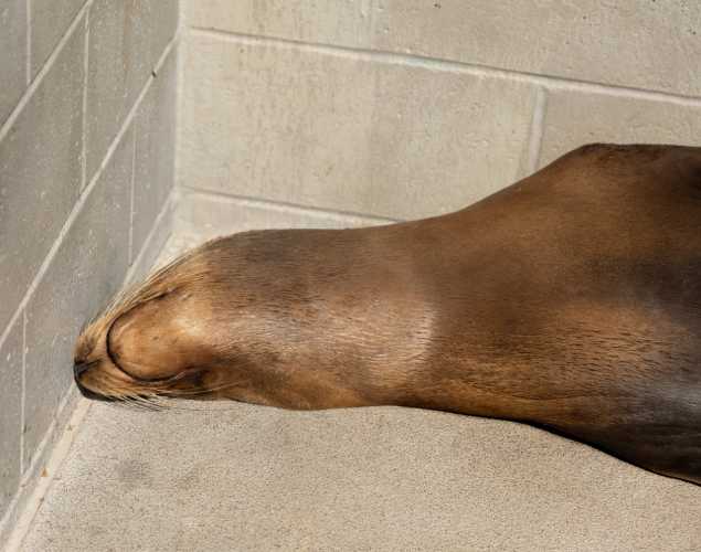 sea lion named discovery