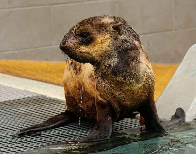 northern fur seal Quincy