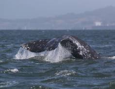 Gray whale fluke above the water