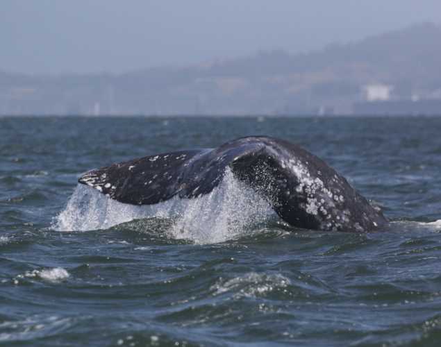 Gray whale fluke above the water