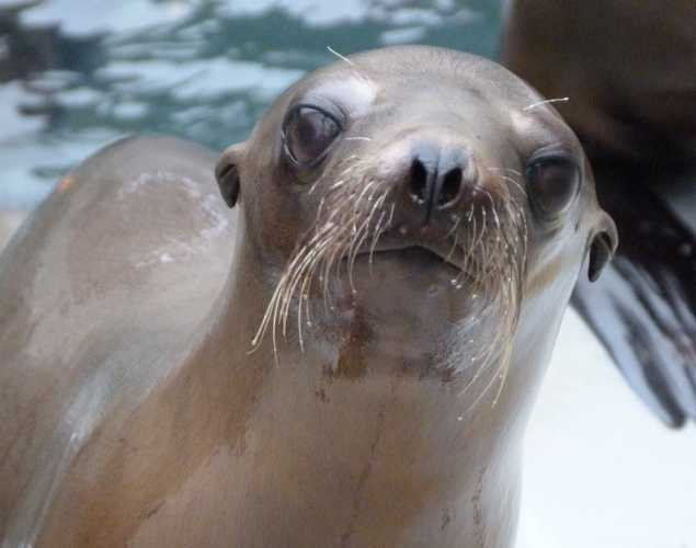 California sea lion Gelato