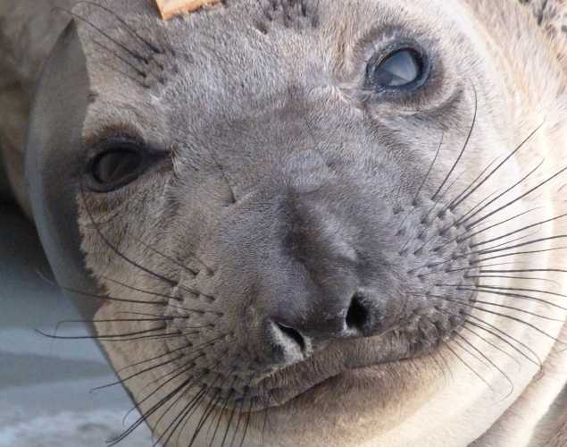 elephant seal Serpentine