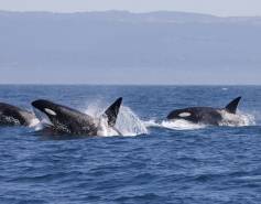 pod of orcas
