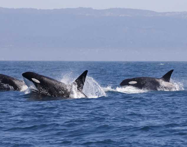 pod of killer whales surfacing