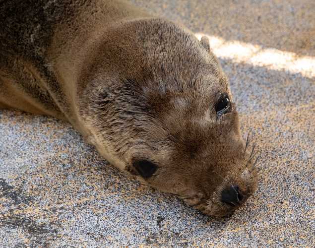California sea lion Gimli