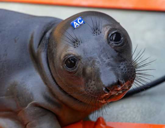 northern elephant seal Pinnacles