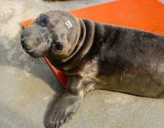 northern elephant seal pup