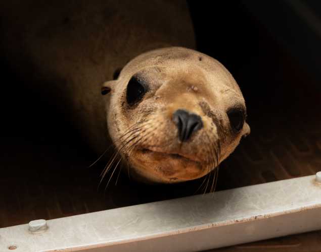 California sea lion Sugarray