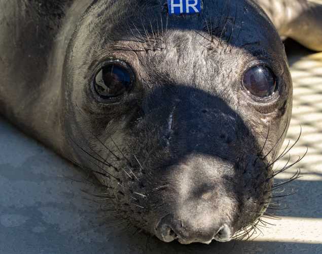 northern elephant seal Hipster