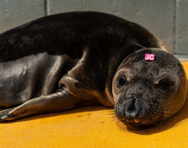 northern elephant seal pup bridgett
