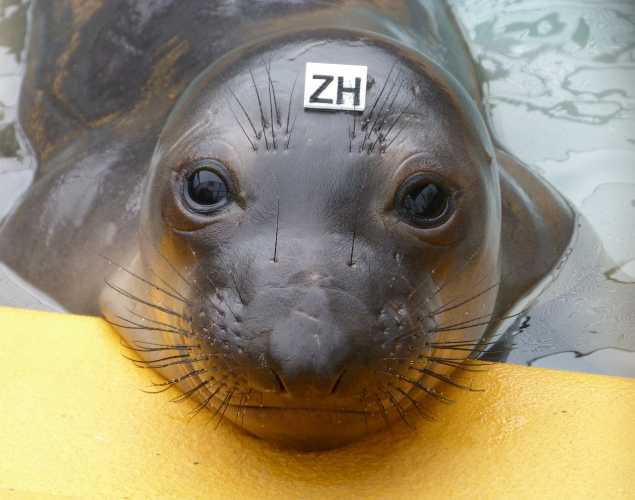 northern elephant seal May