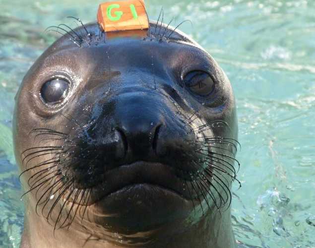 northern elephant seal Winguard