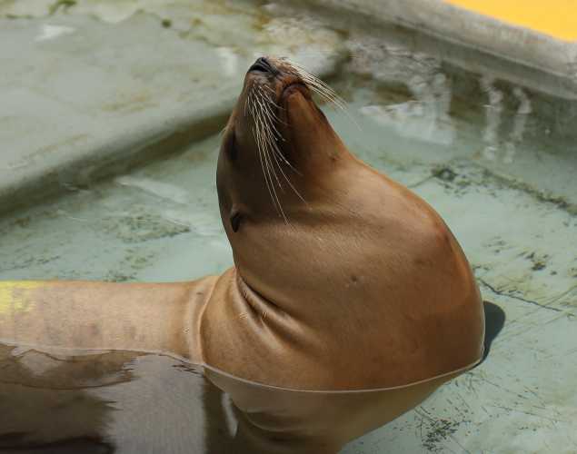 California sea lion Torple