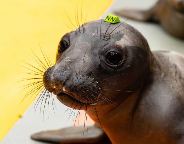 northern elephant seal Nash