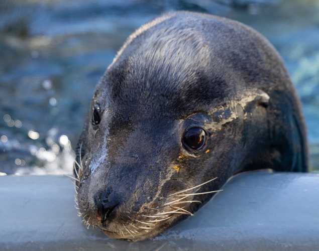California sea lion Varykino